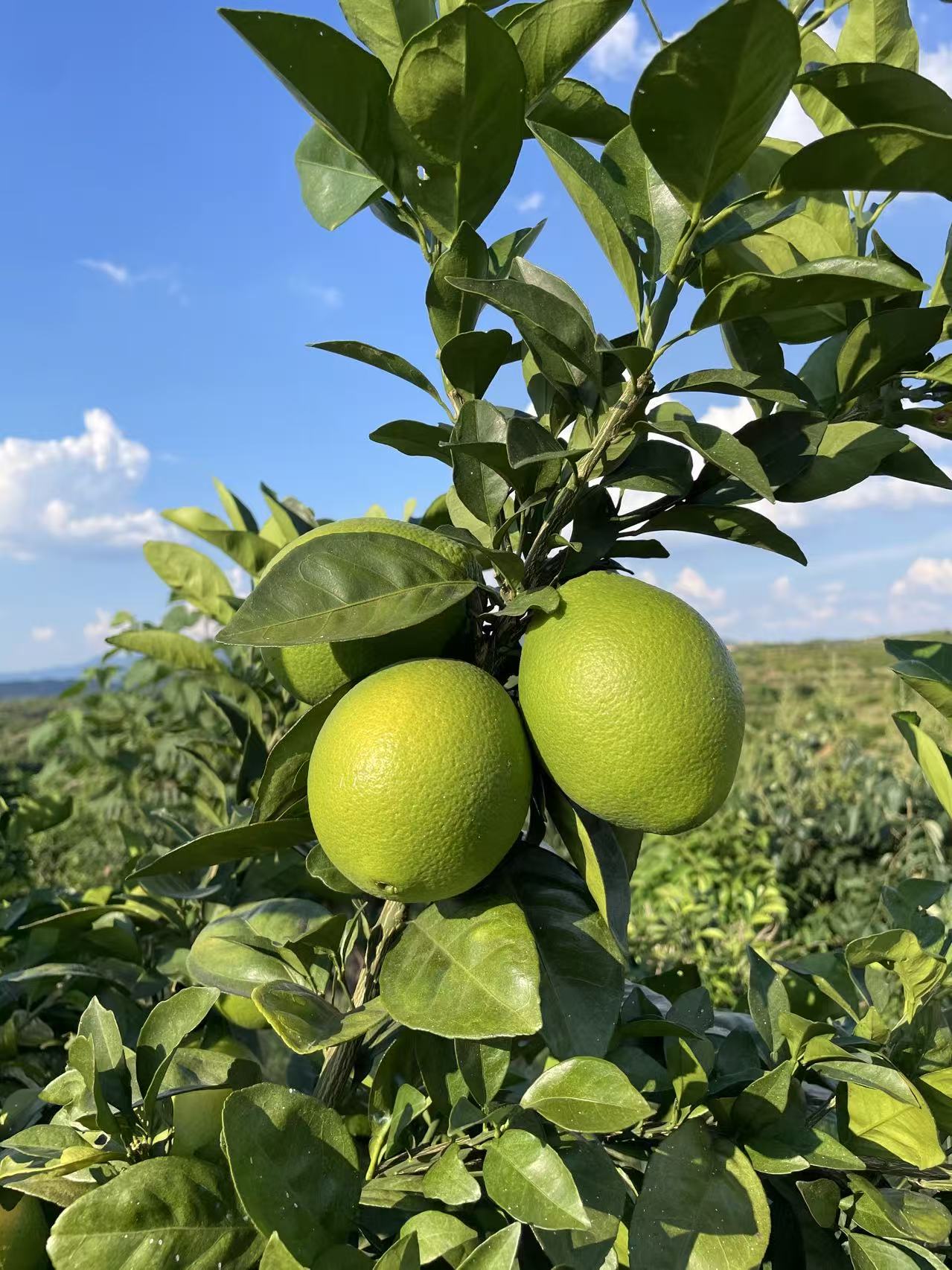Orange tree