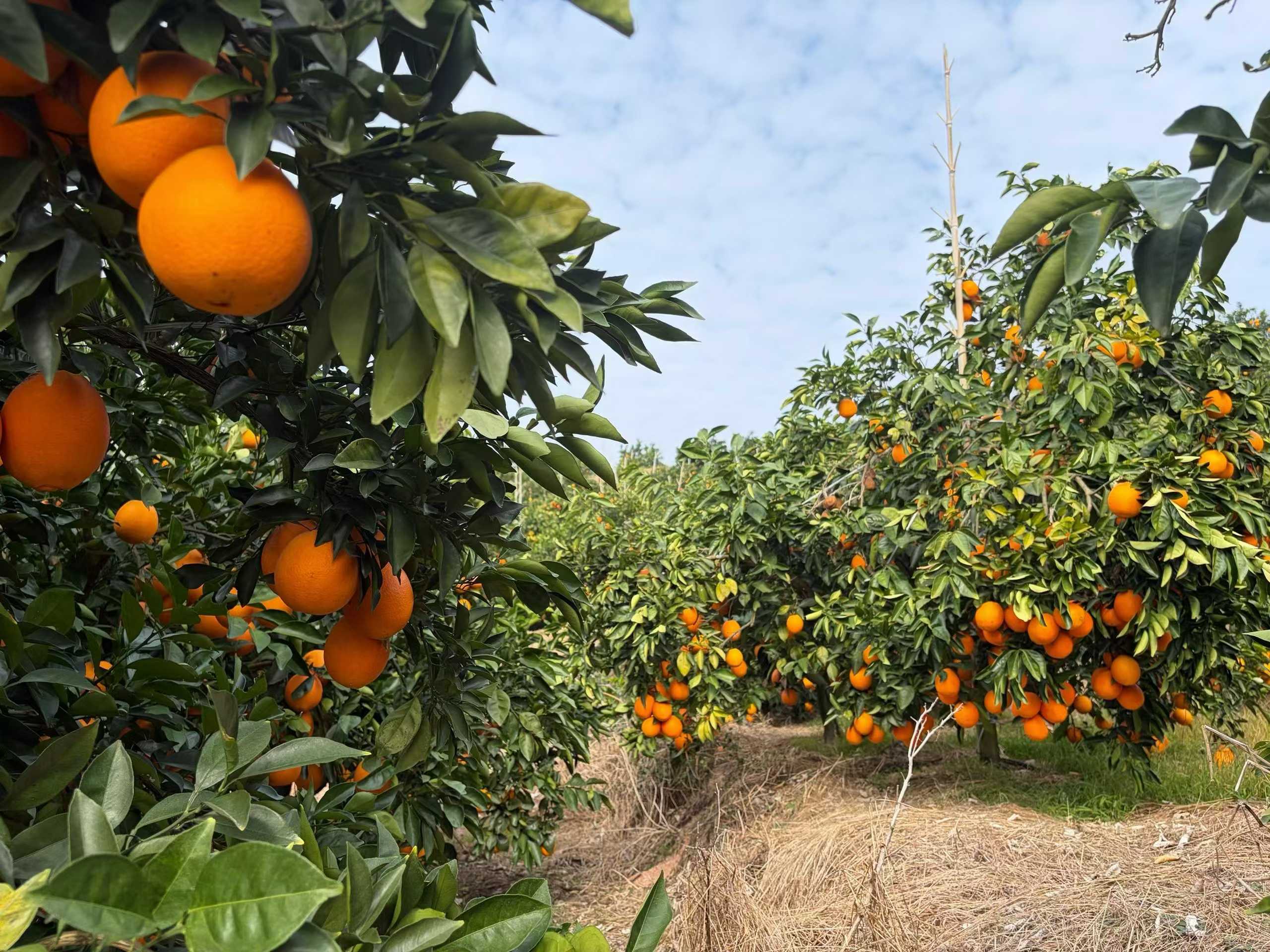 Orange harvest
