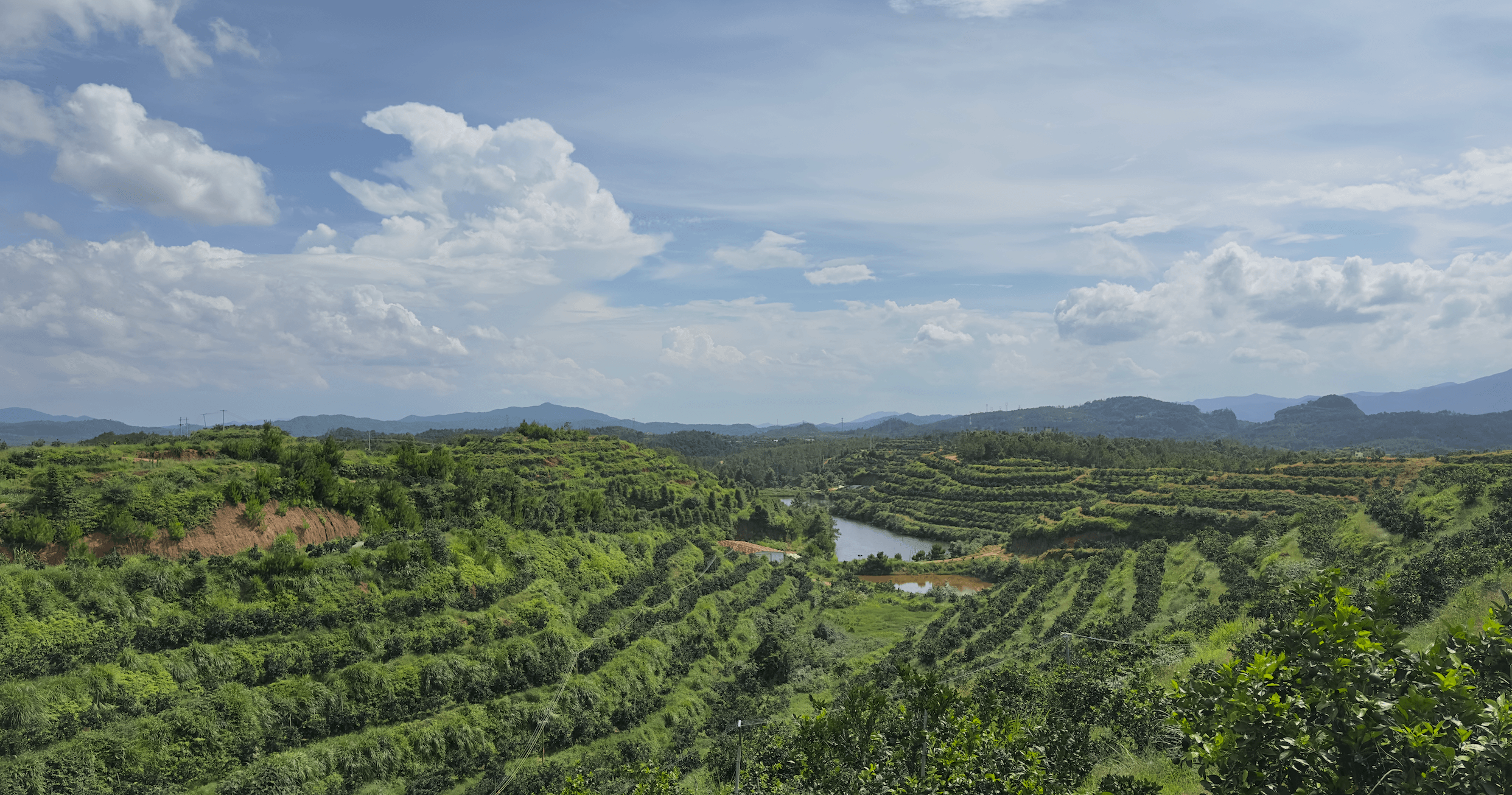 Orange orchard