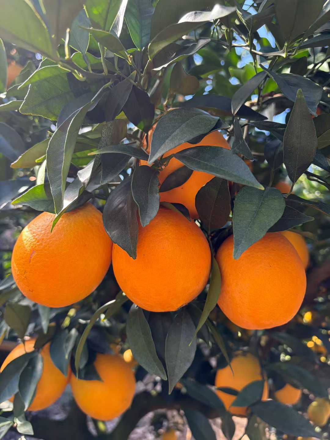 Orange tree